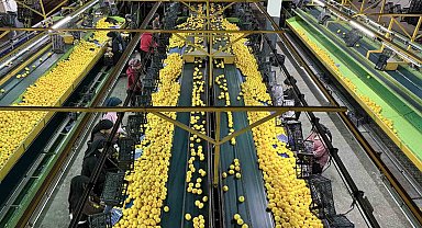 Yeni yıl öncesi narenciyede yoğun hasat