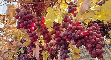 Yeni yılın üzümleri depodan değil bağdan