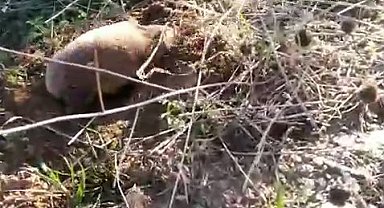 Yer altının gizemli canlısı Manisa'da ortaya çıktı