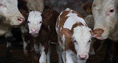 Yıl bitmeden gelen çifte mutluluk: Üreticinin ikiz buzağı sevinci