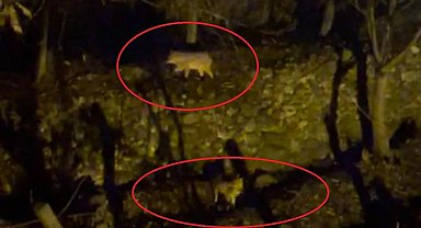 Yiyecek arayan kurtlar yerleşim yerine indi