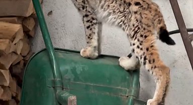 Yolunu şaşıran vaşak Torul ilçe merkezine indi