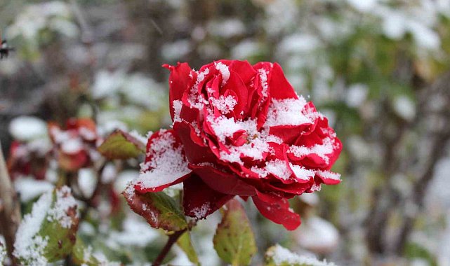 Yozgat'ta çiçekler kar altında kaldı