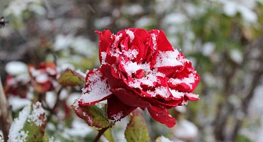 Yozgat'ta çiçekler kar altında kaldı