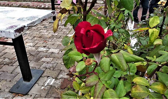 Yozgat'ta yalancı bahar: Aralık ayında güller ve diğer çiçekler açtı