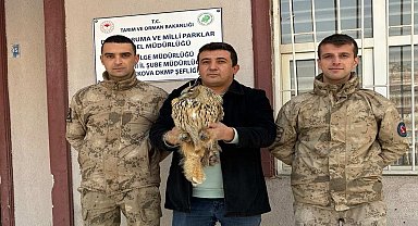 Yüksekova'da boynuzlu baykuş tedavi altına alındı