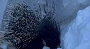 Yüksekova'da Hint oklu kirpi görüntülendi