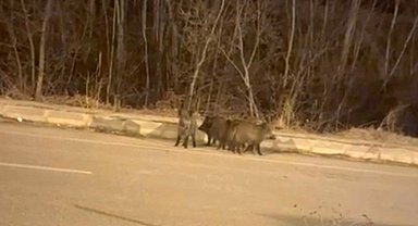Yüksekova'nın farklı noktalarında domuz sürüleri görüntülendi