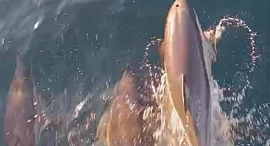 Yunuslar tekneyle yarıştı: Kıyıköy açıklarında kartpostallık anlar