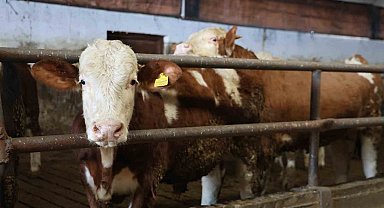 Yüzde 60 hibe aldığı destekle 300 hayvanlık çiftlik kurdu