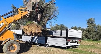 Zeytin ağacı taşıyacaklara önemli uyarı: "İzinsiz işleme ceza var"