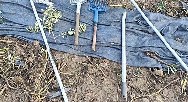 Zeytinleri dalından çaldılar