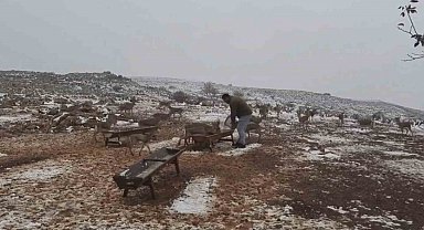'Gazella gazella' dağ ceylanlarının kar keyfi