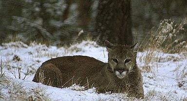 ABD'de Rocky Dağları'nda yürüyüş yapan kadın puma saldırısında öldü