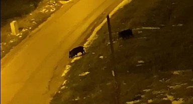 Aç kalan domuzlar şehre indi