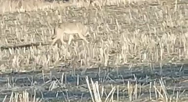 Aç kalan kurtlar yerleşim merkezine indi