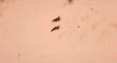 Aç kalan tilkiler yerleşim yerlerinde görülmeye başlandı