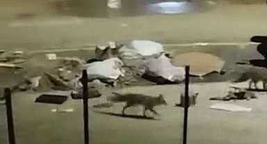 Aç kalan tilkiler yerleşim yerlerine indi