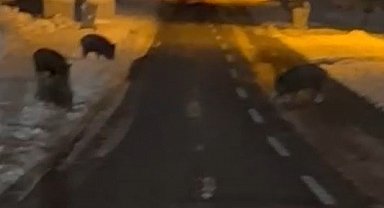 Aç kalan yaban domuzları yerleşim yerine indi