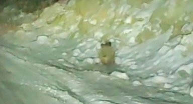 Aç kalan yaban domuzu kara yoluna indi