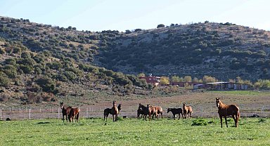 Adana milyonluk İngiliz ve Arap atlarının yetişme alanı oldu