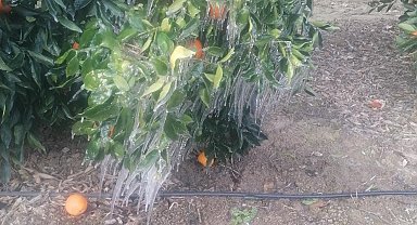 Adana'da portakal ağaçları buz tuttu