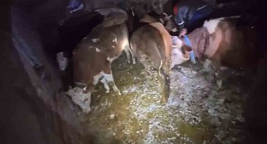 Adıyaman'da ahır çöktü, 3 büyükbaş hayvan telef oldu