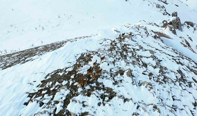 Adıyaman'da yaban keçileri havadan görüntülendi