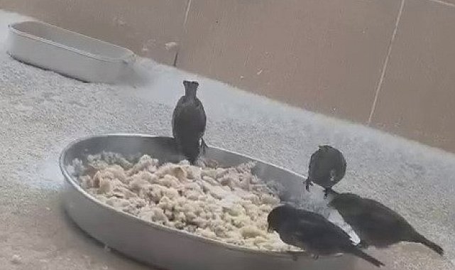 Adıyamanlılar sokak hayvanlarını unutmadı