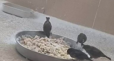 Adıyamanlılar sokak hayvanlarını unutmadı