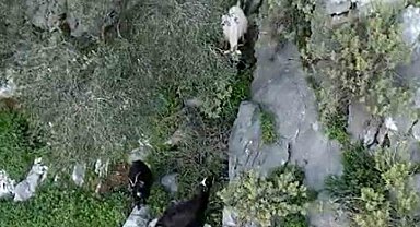 AFAD'dan keçi kurtarma operasyonu