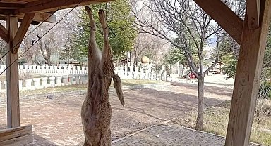 Afyonkarahisar'da öldürülen köpekle ilgili çok yönlü soruşturma