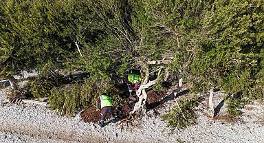 Akbük'te devrilen ağaç yerine dikildi