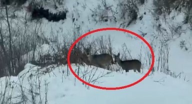 Akdağ'da karacalar görüntülendi