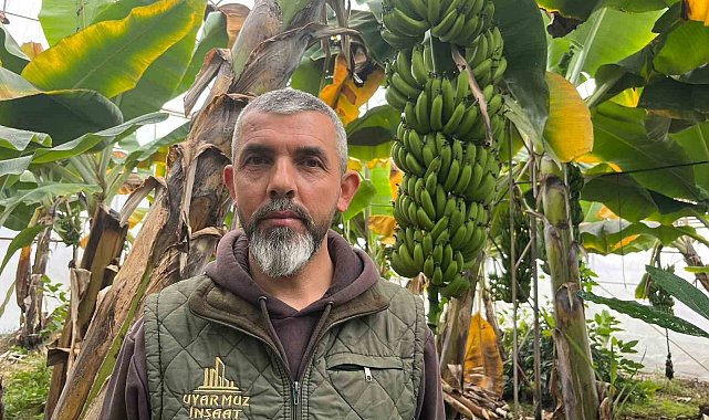 Alanya, Türkiye'nin muz ihtiyacının yüzde 40'ını karşılıyor