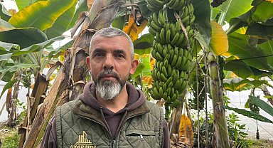 Alanya, Türkiye'nin muz ihtiyacının yüzde 40'ını karşılıyor