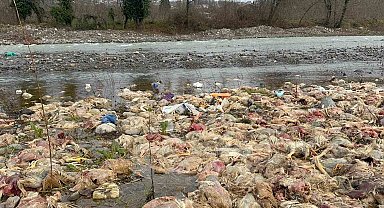 Alaplı'da çay yatağında onlarca tavuk ölüsü bulundu