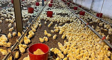 Alaplı'da kümes yangını korkuttu