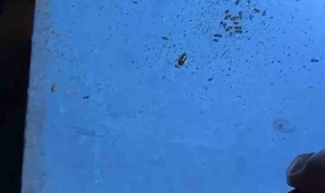 Alışveriş merkezindeki restoranlarda mide bulandıran görüntüler