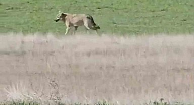 Ankara'da aç kalan kurtlar tarlalara indi