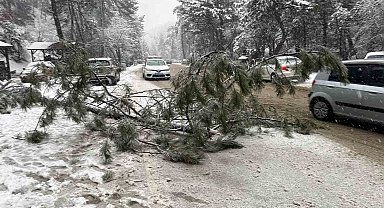 Ankara'da karın ağırlığına dayanamayan çam ağacı devrildi