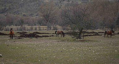 Ankara'da yılkı atları havadan görüntülendi