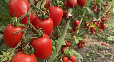 Antalya Ticaret Borsası, aralık ayı hal endeksini açıkladı: "Meyvede fiyat arttı, sebzede geriledi"