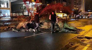 Antalya'da fırtına palmiye ağacını ikiye böldü