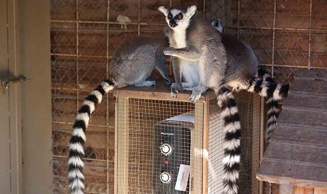 Antalya'da soğuğa hassas olan hayvanlara sıcak önlemler