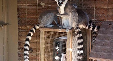 Antalya'da soğuğa hassas olan hayvanlara sıcak önlemler