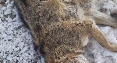 Aracın çarptığı kurt telef oldu