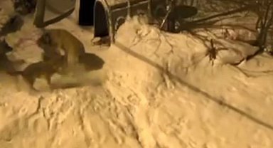 Artvin'de cesur bekçi köpeği 6 kurda meydan okudu