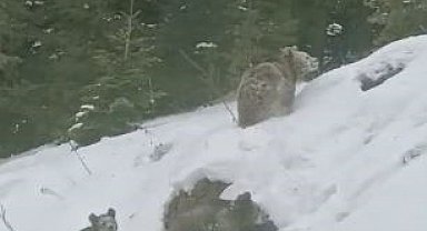 Artvin'de kış uykusuna yatmayan 4 boz ayı kamerada