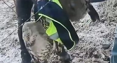 Artvin'de tellere takılan baykuşu İl Özel İdaresi ekipleri kurtardı